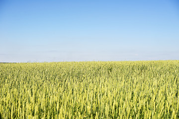 Image showing wheat field