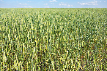 Image showing wheat field 