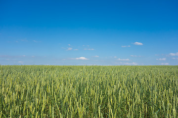 Image showing wheat field 