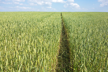 Image showing wheat field 