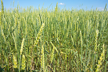 Image showing wheat field 