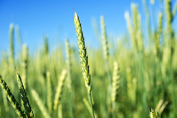 Image showing wheat field