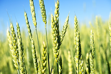 Image showing wheat field