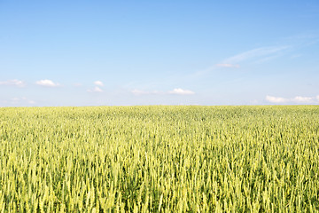 Image showing wheat field