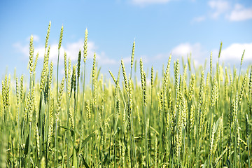 Image showing wheat field