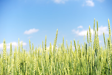 Image showing wheat field