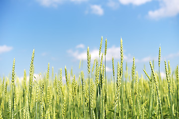 Image showing wheat field