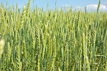 Image showing wheat field 