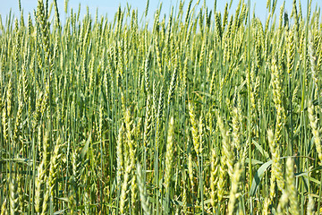 Image showing wheat field 