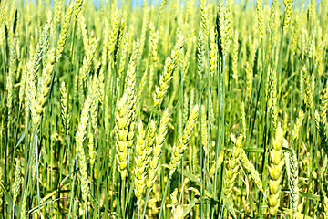 Image showing green wheat