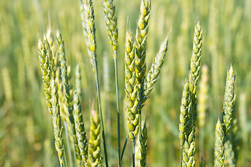 Image showing wheat