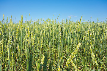 Image showing wheat field 