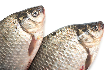 Image showing two crucian carps