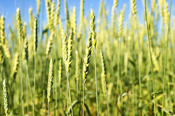 Image showing wheat field