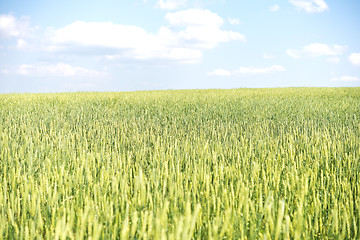 Image showing wheat field