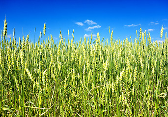 Image showing wheat field 