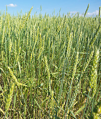 Image showing wheat field 