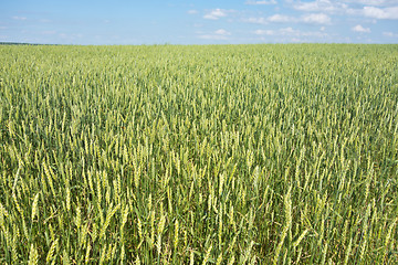 Image showing wheat field 