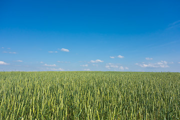 Image showing wheat field 