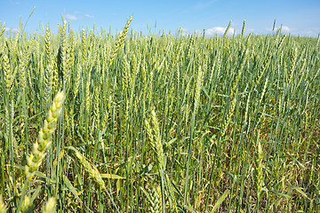 Image showing wheat field 