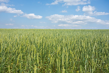 Image showing wheat field 