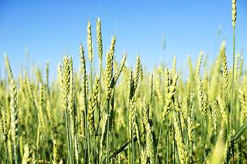 Image showing wheat field