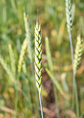 Image showing wheat