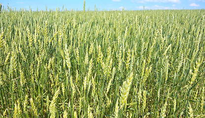 Image showing wheat field 