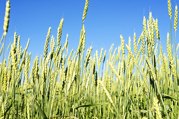 Image showing wheat field