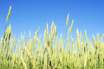 Image showing wheat field