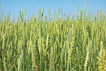 Image showing wheat field 