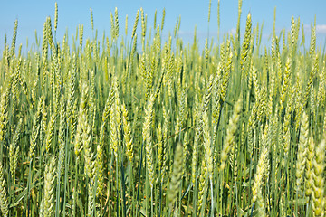 Image showing wheat field 