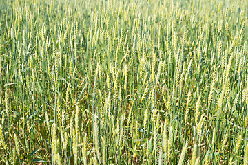 Image showing wheat