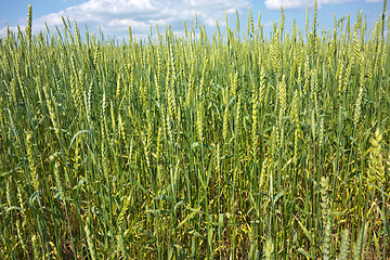 Image showing wheat field 