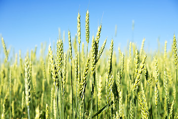 Image showing wheat field