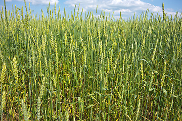 Image showing wheat field 