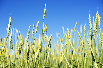 Image showing wheat field