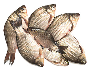 Image showing fresh fishes