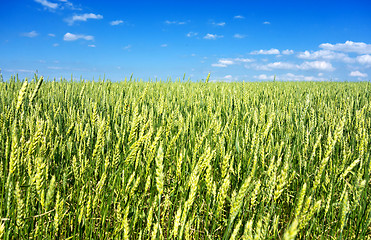 Image showing wheat field 