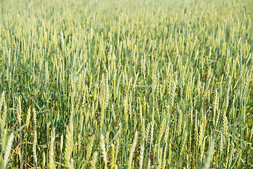 Image showing wheat