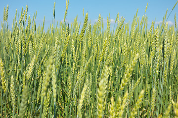 Image showing wheat field 