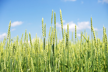 Image showing wheat field