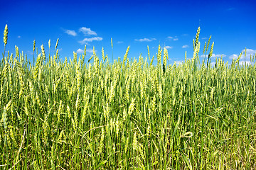 Image showing wheat field 