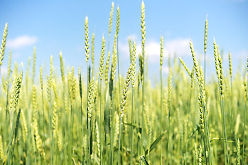 Image showing wheat field