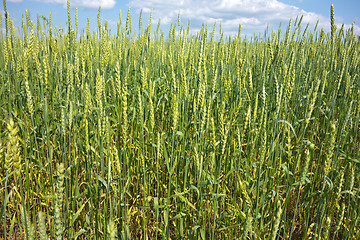 Image showing wheat field 