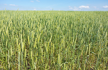 Image showing wheat field 