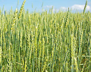 Image showing wheat field 