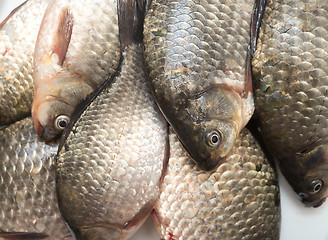 Image showing fresh fish