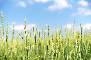 Image showing wheat field