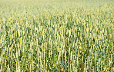 Image showing wheat